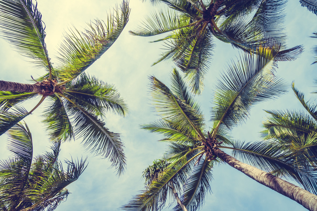 Palmbomen